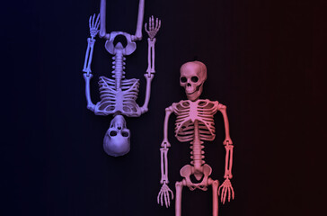 Two fake skeletons in neon light. Halloween decoration, scary theme