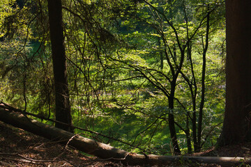 Fototapeta na wymiar Wald im Elbsandsteingebirge