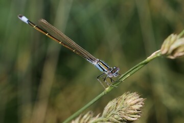 Dragonfly Emerald damselfly Lestes sponsa