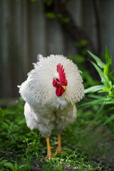 White rooster in the grass.