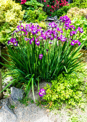 Seatac Iris Flowers 2