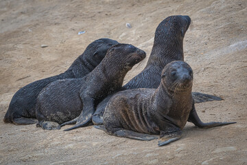 Fototapeta premium 2021-07-03 SEVERAL BABY SEA LIONS HUDDLING ON THE BEACH IN LA JOLLA