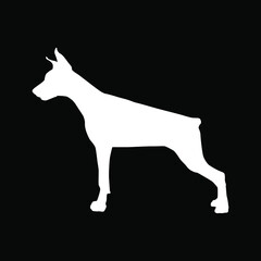 Illustration of a Doberman dog in white on a black background.