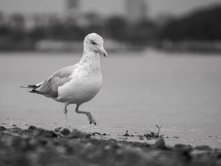 seagulls walking on the beach