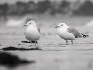 seagulls walking on the beach