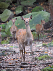 Alert deer in the woods