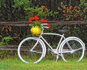 A vintage white plainted bicycle leanign on a split rail fence with bright red flowers in the basket.