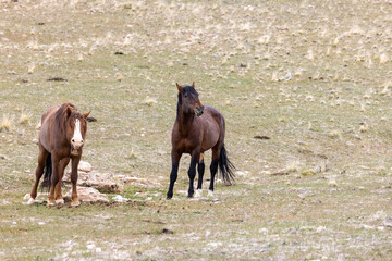 Wild Horse Stallions Facing Off in the Utah Desert