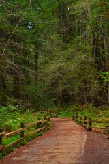 Obraz premium Into the woods at Muir Woods National Monument