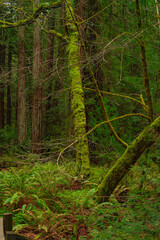 Into the woods at Muir Woods National Monument