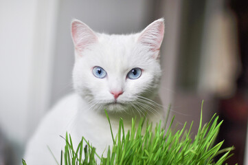 White cat with blue eyes eating grass at home. - Powered by Adobe