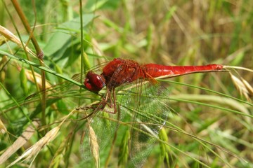 Red scarlet dragonfly on plant background in the meadow, closeup