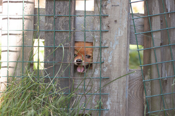 A small Pomeranian dog of a bright orange color sits behind an iron net behind the fence and looks through the crack