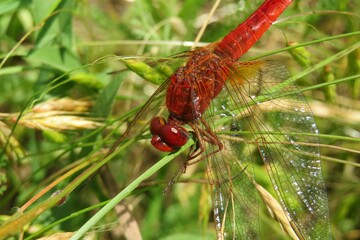 Beautiful red scarlet dragonfly on grass in the meadow, closeup