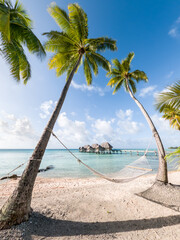 Summer vacation at a luxury beach resort with palm trees and hammock - obrazy, fototapety, plakaty