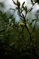 chestnuts ripening on a branch