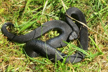 Black viper snake on grass background, closeup
