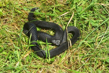 Black viper on grass background, closeup