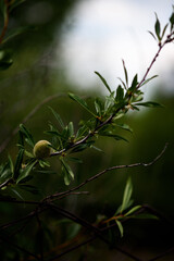 chestnuts ripening on a branch