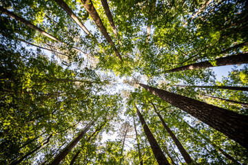 Trees in the Forest Looking Up