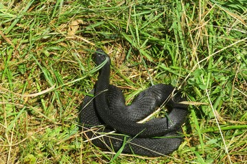Black viper snake on grass in the garden, closeup