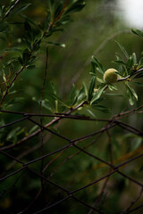 chestnuts ripening on a branch