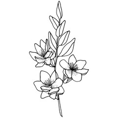Vector image of a magnolia branch with flowers and leaves. A sketch. Hand-drawn. Design of posters, postcards, invitations, design of weddings, holidays, decor, prints, textiles, wallpapers, tattoos, 