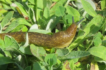Brown slug on leaves background in the garden, closeup
