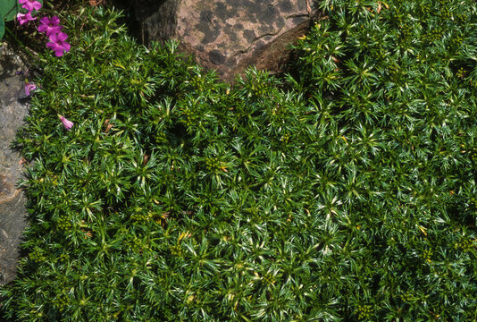 Bolax, Bolax gummifera, Iles Falkland, Malouines