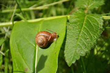 Grape snail on a green leaf close-up. Wildlife, animals, macro, mollusca, fauna, flora