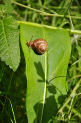 Grape snail on a green leaf close-up. Wildlife, animals, macro, mollusca, fauna, flora