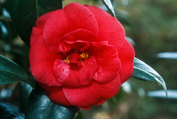 Camélia du Japon, Camelia japonica 'Adolphe Audusson'