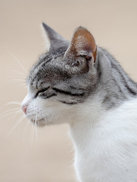 Cat portrait. Minimalist cat profile. 