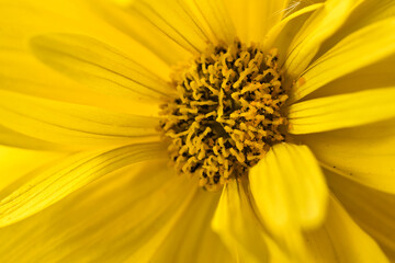Close up of a yellow daisy flower with selective focus and copy space