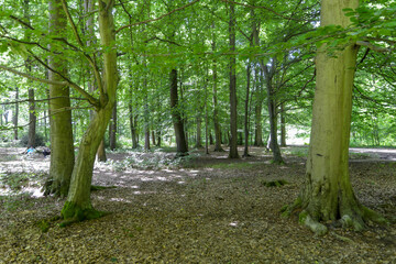 La Forêt Monumentale, Houppeville , 76, Normandie, Seine Maritime