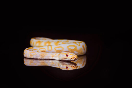 studio portrait of Ball Python snake
