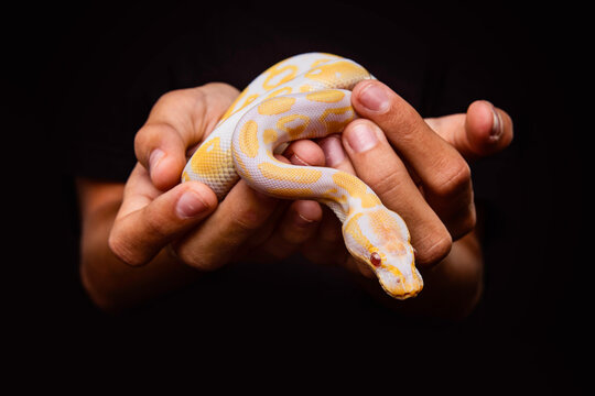 studio portrait of Ball Python snake