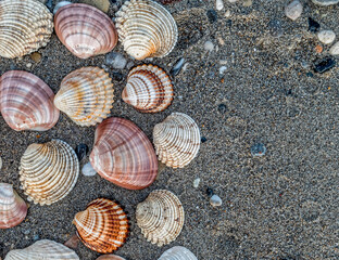 collection of sea shells on wet sand beach as a natural pattern background, space for your text