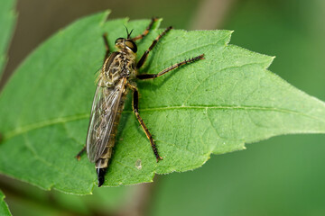 Gemeine Raubfliege