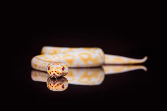 studio portrait of Ball Python snake