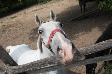 The white horse of the Đura in his barn