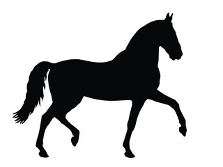 black silhouette of a prancing thoroughbred horse, isolated on a white background