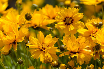 Bigflower Tickseed (Coreopsis Grandiflora Hogg ex Sweet) flowering in East Grinstead