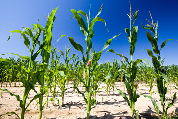 rows of green corn in Sunny weather