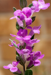 Fototapeta na wymiar Purple Sage Flowers