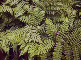 Ferns with long blades with long green pinnas
