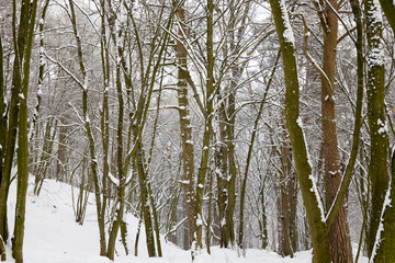 landscape in the winter time