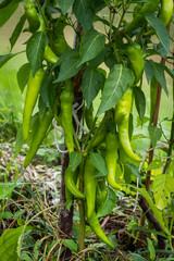 Fototapeta premium Chili pepper plant with green fruits.
