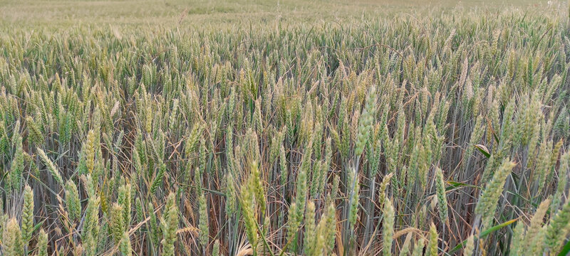 landscape of a wheat field