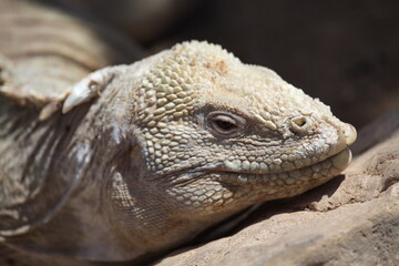 Closeup side on  portrait of Galápagos Land Iguana (Conolophus subcristatus) head resting on rock Galapagos Islands.